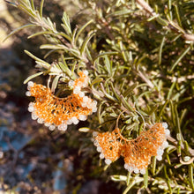 Carica l'immagine nel visualizzatore di Gallery, Orecchini marea mignon